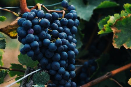 【ワイン選びはブドウの品種から】藤沢の隠れ家ステーキバー wagyu sous vide